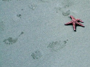 broken star Starfish on the beach