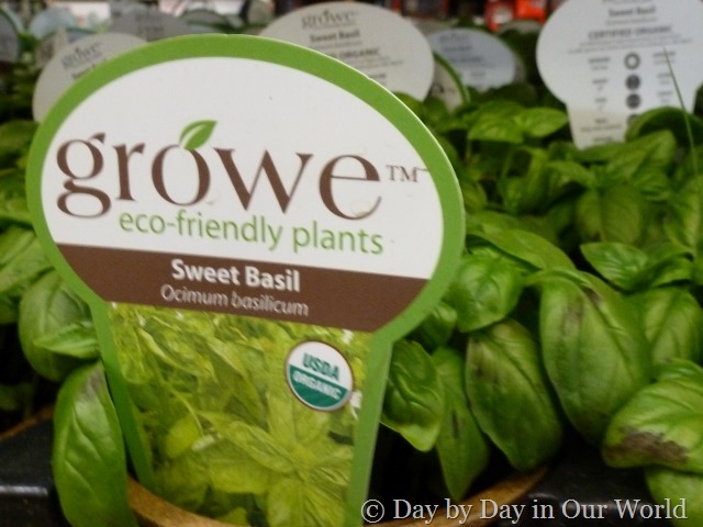 Sweet Basil for Organic Gardening