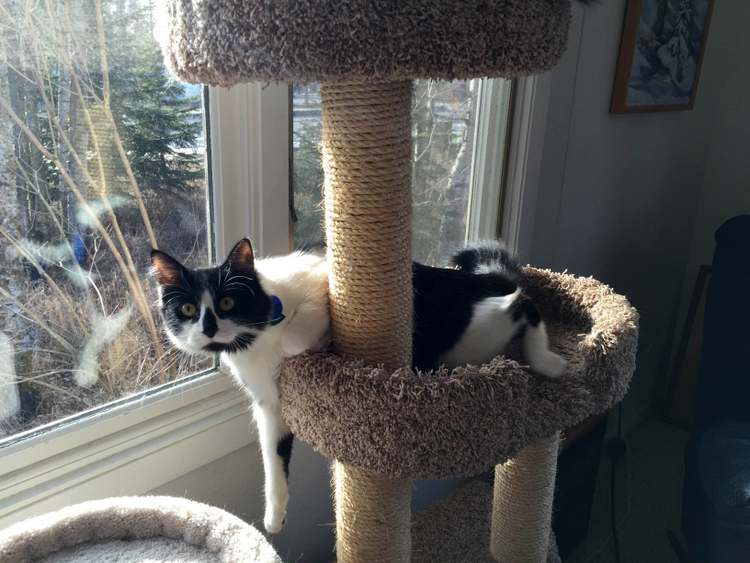 Cats enjoying the sun while hanging on their tree