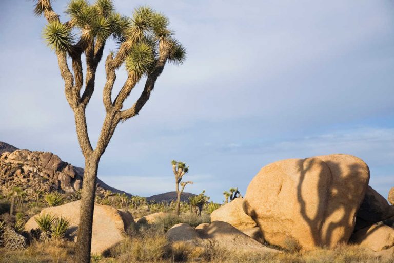 Joshua trees and rocks in desert