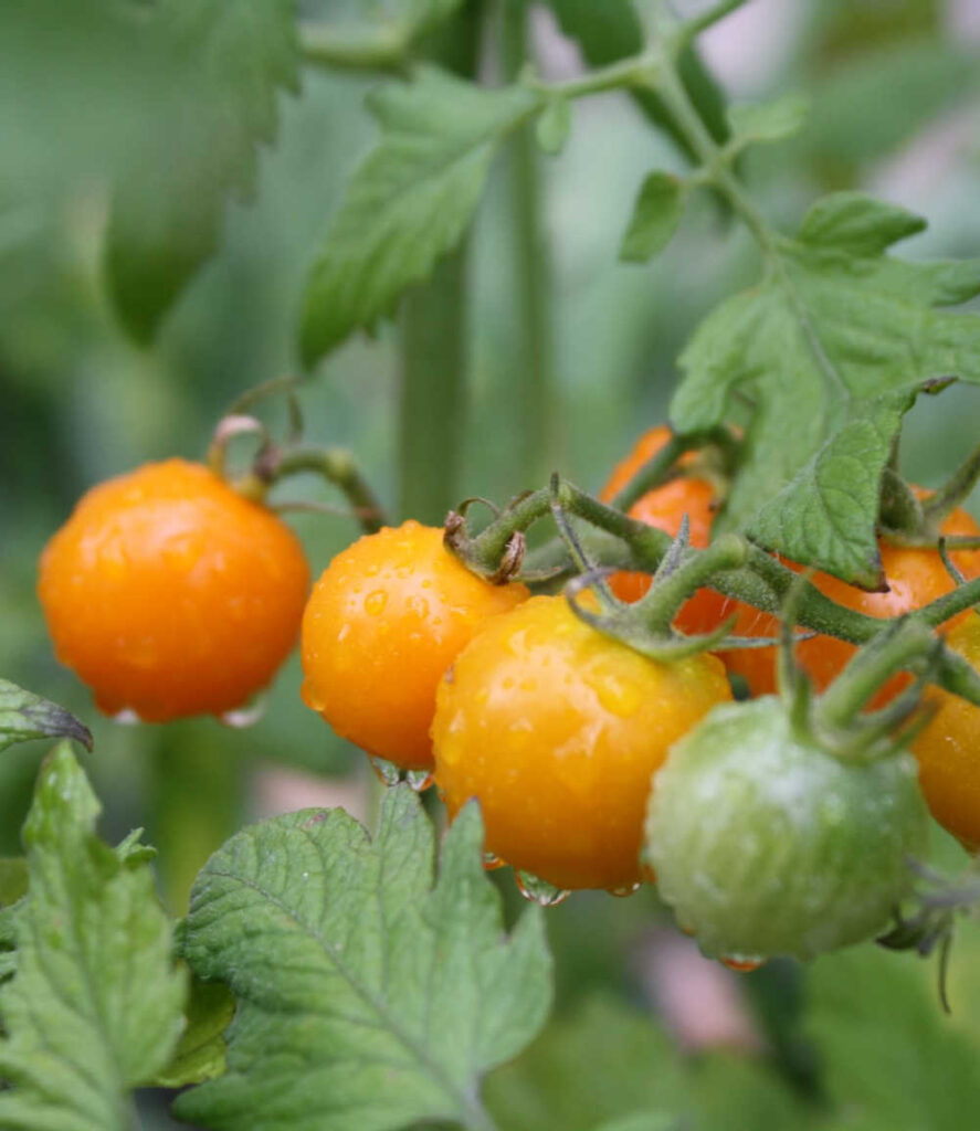 Cherry Tomatoes