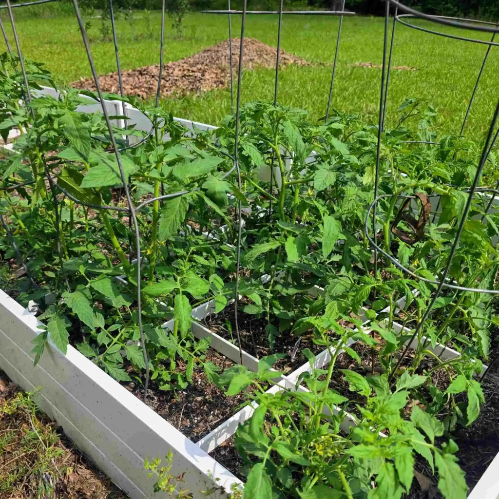 Tomato plants in a raised bed.